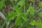 Texas bullnettle